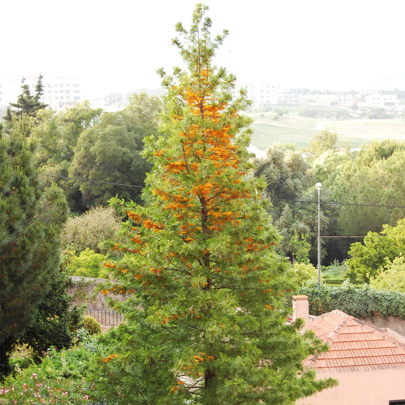 Grevillea robusta (Silk Oak, Southern Silky Oak, Australian Silver Oak)