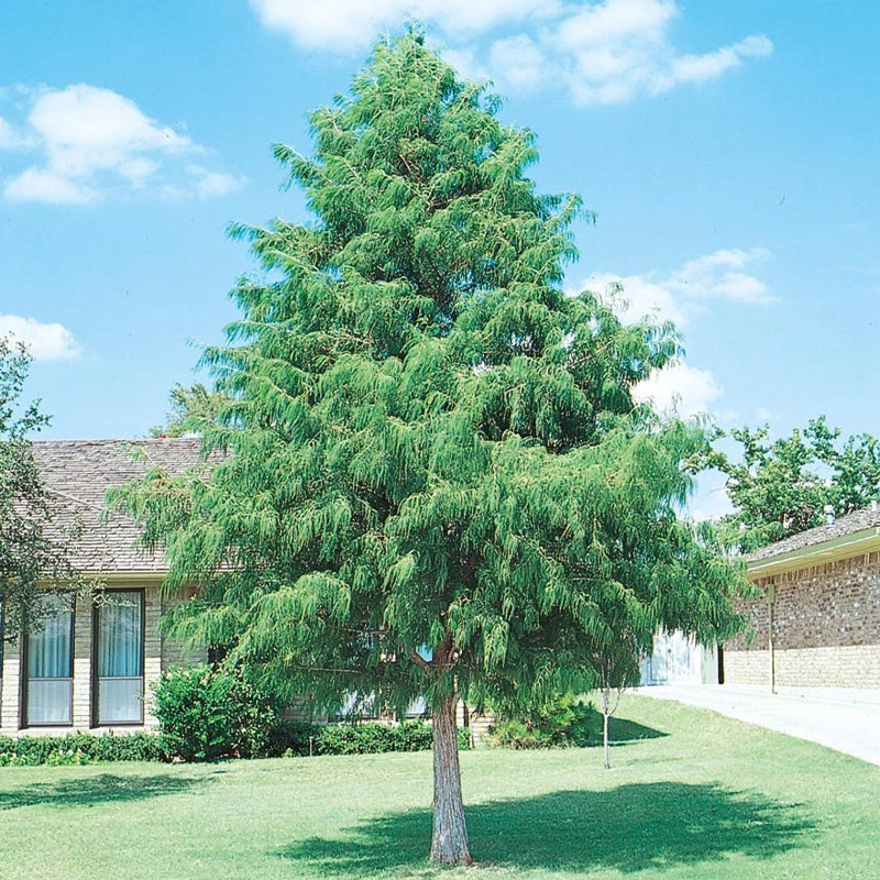 Taxodium distichum Southern (Bald Cypress)