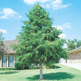 Taxodium distichum Southern (Bald Cypress)