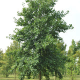 Alnus cordata (Italian Alder)