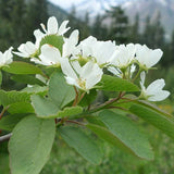Amelanchier alnifolia c.s. (Saskatoon Serviceberry)