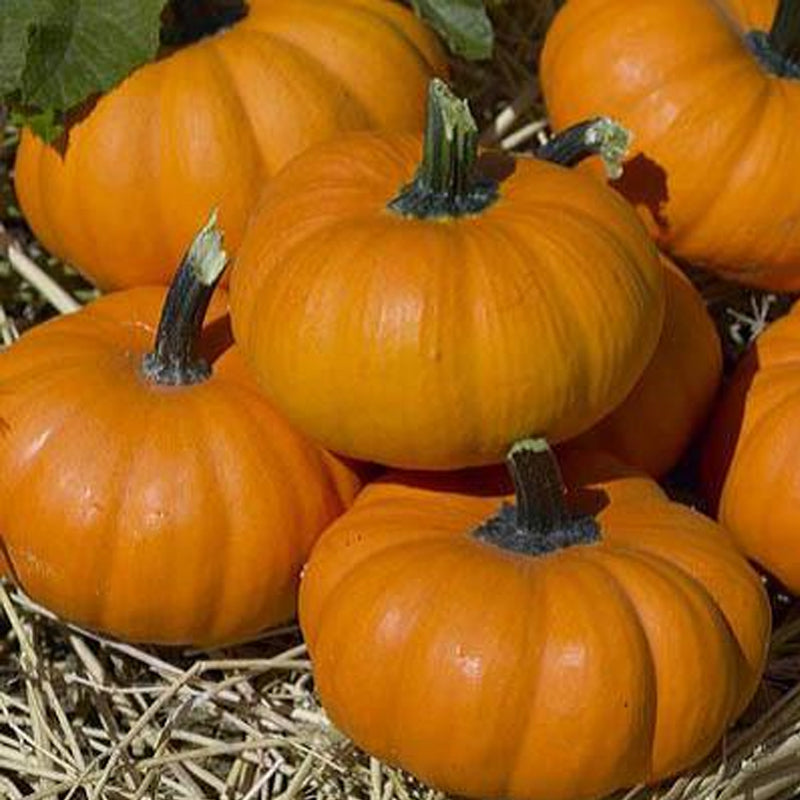 Bumpkin PMT F1 Hybrid Pumpkin, Miniature Pumpkin (Cucurbita maxima)
