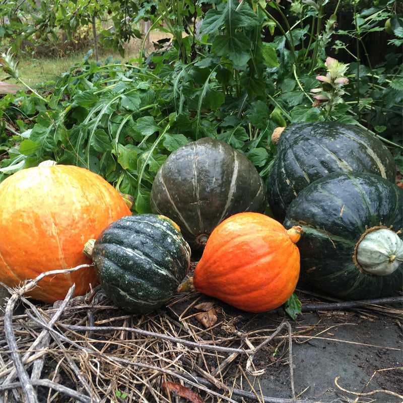 Hubbard Blend Squash, Winter (Cucurbita maxima)