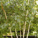 Betula populifolia (Gray Birch)