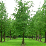 Metasequoia glyptostroboides (Dawn Redwood) Min. Cut 80% Germ.