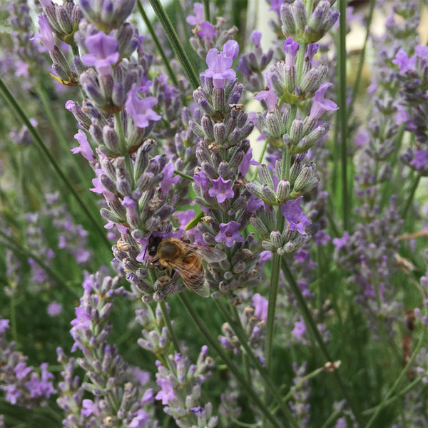 Lavender, Italian (Lavandula angustifolia) 0.5 oz (~12500 Seeds)
