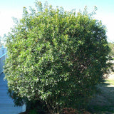 Myrica cerifera (Southern Waxmyrtle)