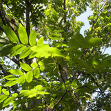 Juglans major (Arizona Walnut)