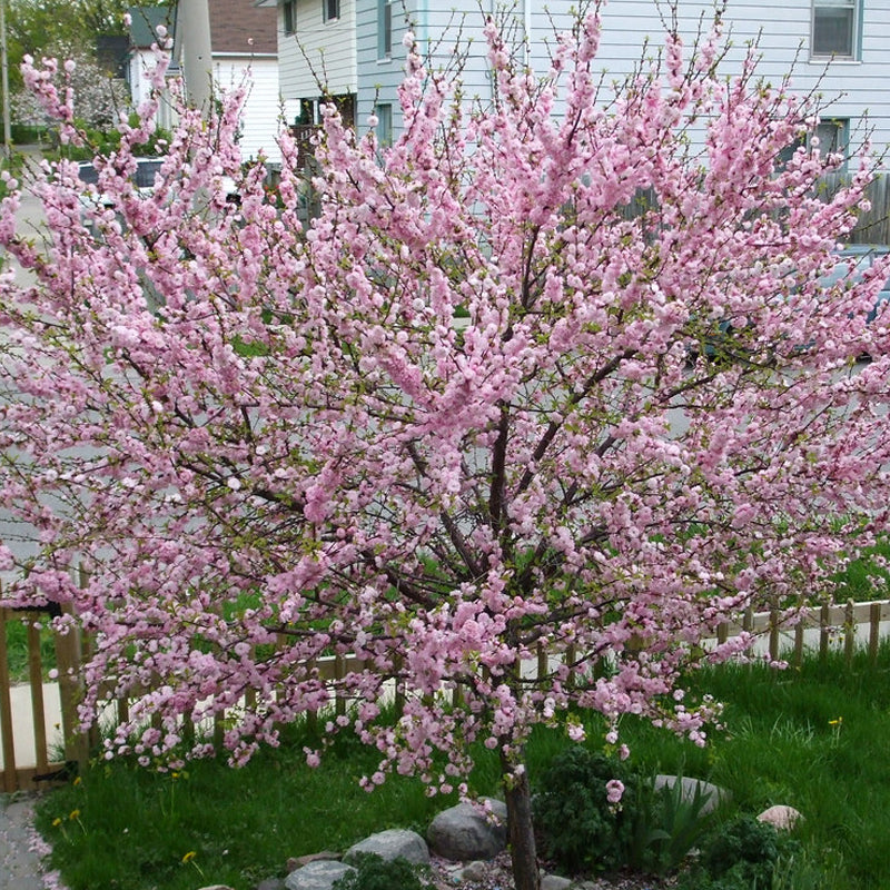 Prunus triloba (Flowering Almond, Flowering Plum)