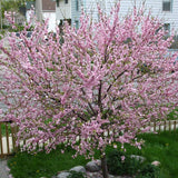Prunus triloba (Flowering Almond, Flowering Plum)