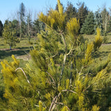 Pinus strobus (Wisconsin) (Eastern White Pine, White Pine, Weymouth Pine)