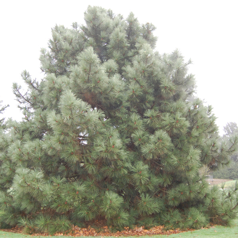 Pinus coulteri (Coulter Pine, Coulter's Pine, Big Cone Pine)