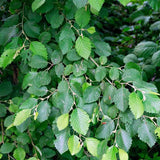 Alnus incana (European Speckled Alder, Gray Alder, Grey Alder, Hoary Alder, Mountain Alder, Speckled Alder)