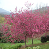 Malus sylvestris (French Crabapple)