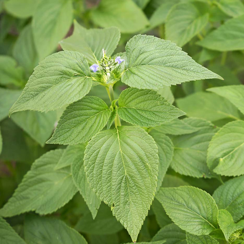 Chia (Salvia hispanica)