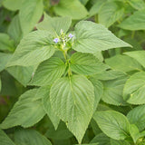 Chia (Salvia hispanica)