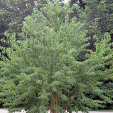Prunus mahaleb (Mahaleb Cherry, St. Lucie Cherry)
