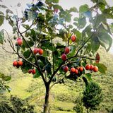 Cyphomandra betaceae (Tomato Tree)