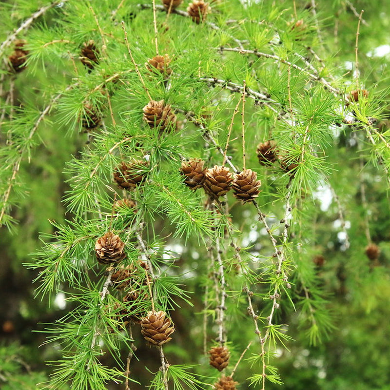 Larix gmelinii (Dahurian Larch)