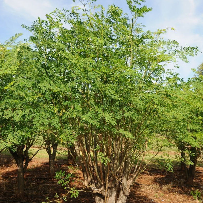 Moringa oleifera (Benzoil Tree, Ben Oil Tree, Drumstick Tree)