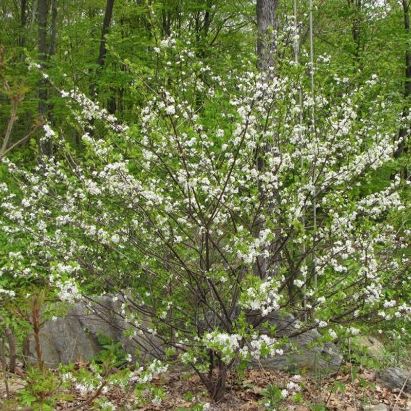 Prunus maritima (Beach Plum)