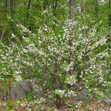 Prunus maritima (Beach Plum)