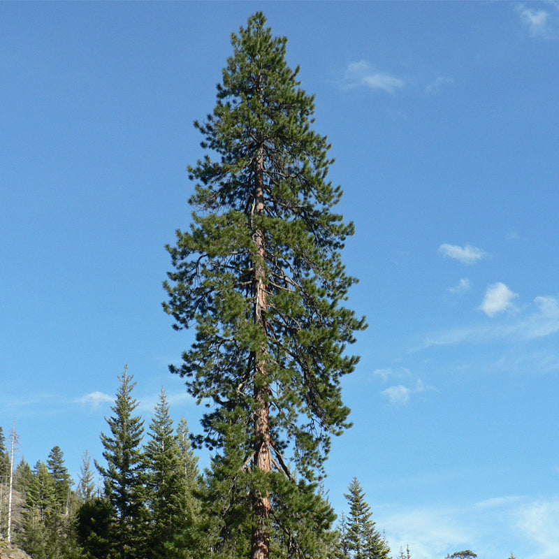 Pinus ponderosa (Ponderosa Pine)