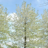 Prunus avium 'CVI' (Sweet Cherry, Wild Cherry, Gean, Certified Virus Indexed Mazzard Cherry)