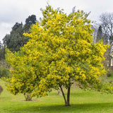 Acacia decurrens dealbata (Silver Acacia, Silver Wattle)