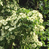 Cornus capitata (Evergreen Dogwood, Bentham's Cornel, Himalayan Flowering Dogwood)