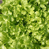 Green Salad Bowl , Leaf Lettuce (Lactuca sativa)