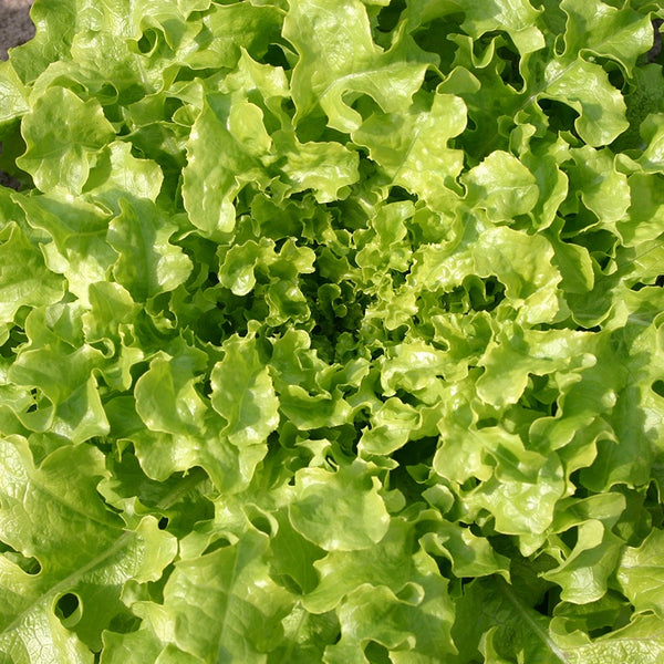Green Salad Bowl Leaf Lettuce Seeds Non-GMO Cutting Variety Free Shipping