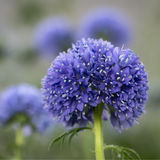 GILIA capitata (Globe Gilia)