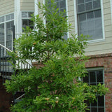 Magnolia virginiana Northern (Sweetbay Magnolia)