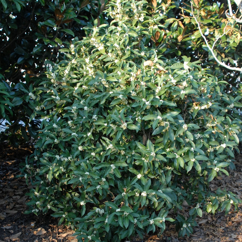 Osmanthus fragrans (Sweet Olive)