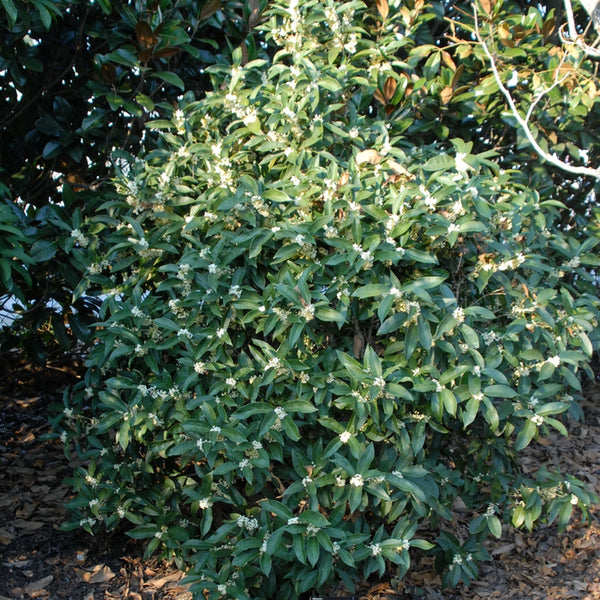 osmanthus fragrans flowering plant seeds Osmanthus fragrans (Sweet Olive) – MySeedsCo
