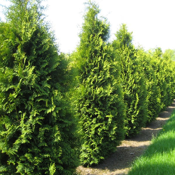 Thuja occidentalis (American Arborvitae, Eastern Arborvitae, White Cedar,  Arborvitae)