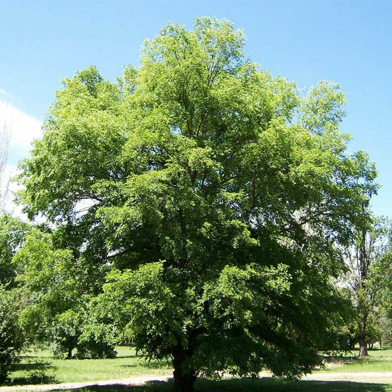 Ulmus pumila (Siberian Elm)