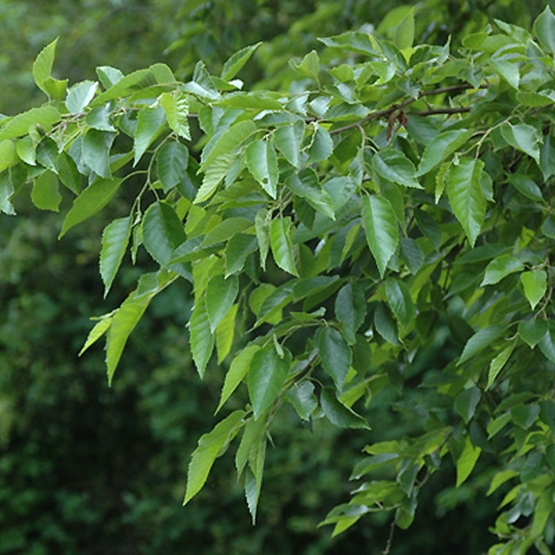 Alnus japonica (Japanese Alder)