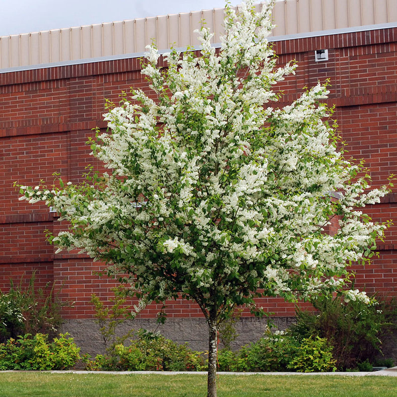 Prunus padus (European Bird Cherry)