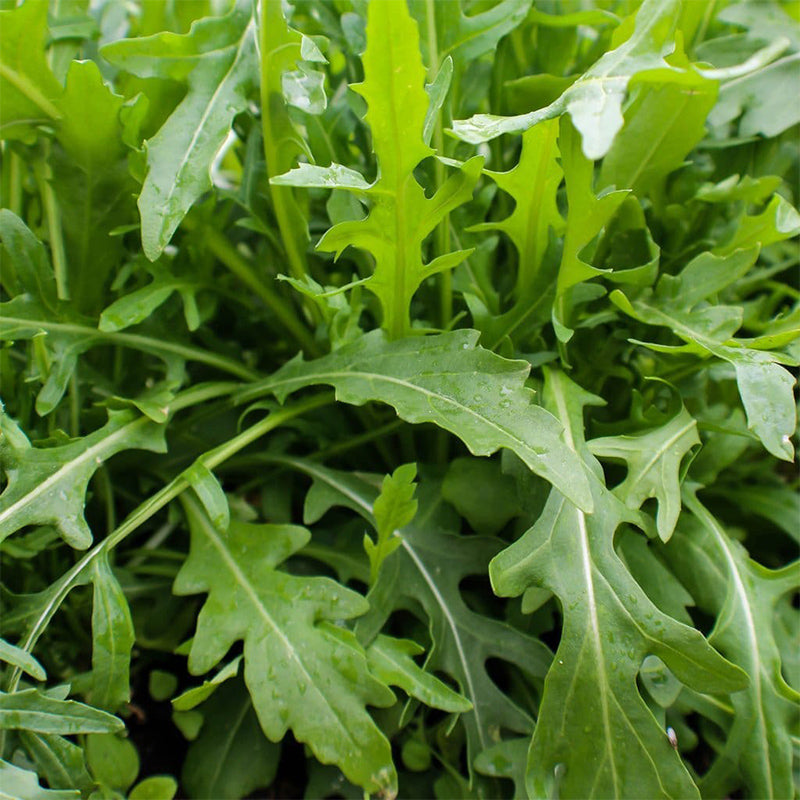 Arugula  (Eruca sativa)