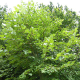 Tilia amurensis (Amur Linden)