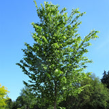 Ulmus americana (American Elm, White Elm, Gray Elm, Swan Elm)