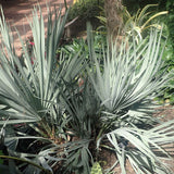 Nannorrhops ritchiana, Silver	(Mazzori Palm)