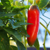 Anaheim Chile Pepper, HOT (Capsicum annuum)