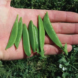 Tendersweet Pea, Edible Pod Snap Pea (Pisum sativum)