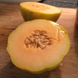 Minnesota Midget Melon (Cucumis melo)