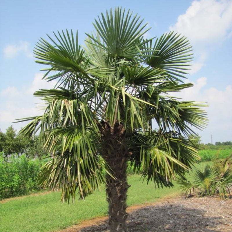 Trachycarpus excelsus (fortunei) (Windmill Palm, Hemp Palm)