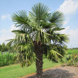 Trachycarpus excelsus (fortunei) (Windmill Palm, Hemp Palm)