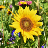 HELIANTHUS Annuus 'Sunspot' (Sunflower, Dwarf Single - Sunspot)